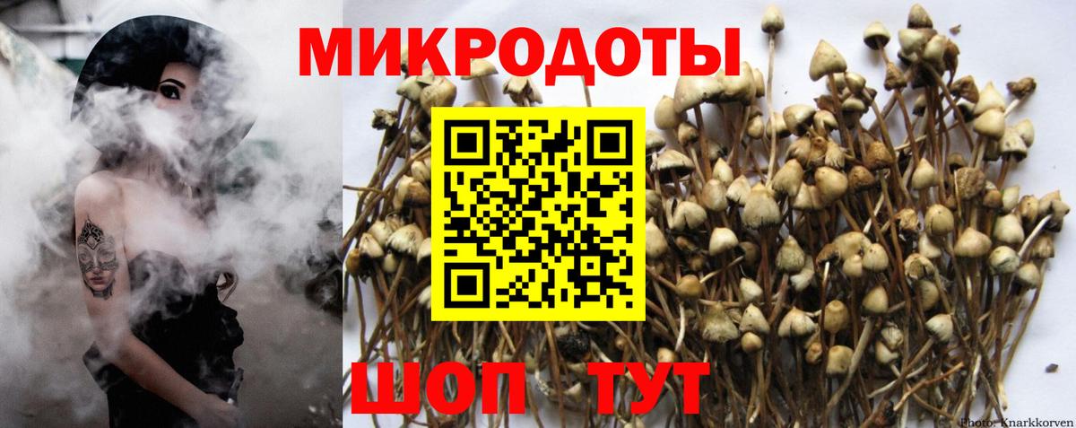 Галлюциногенные грибы Psilocybine cubensis Конаково